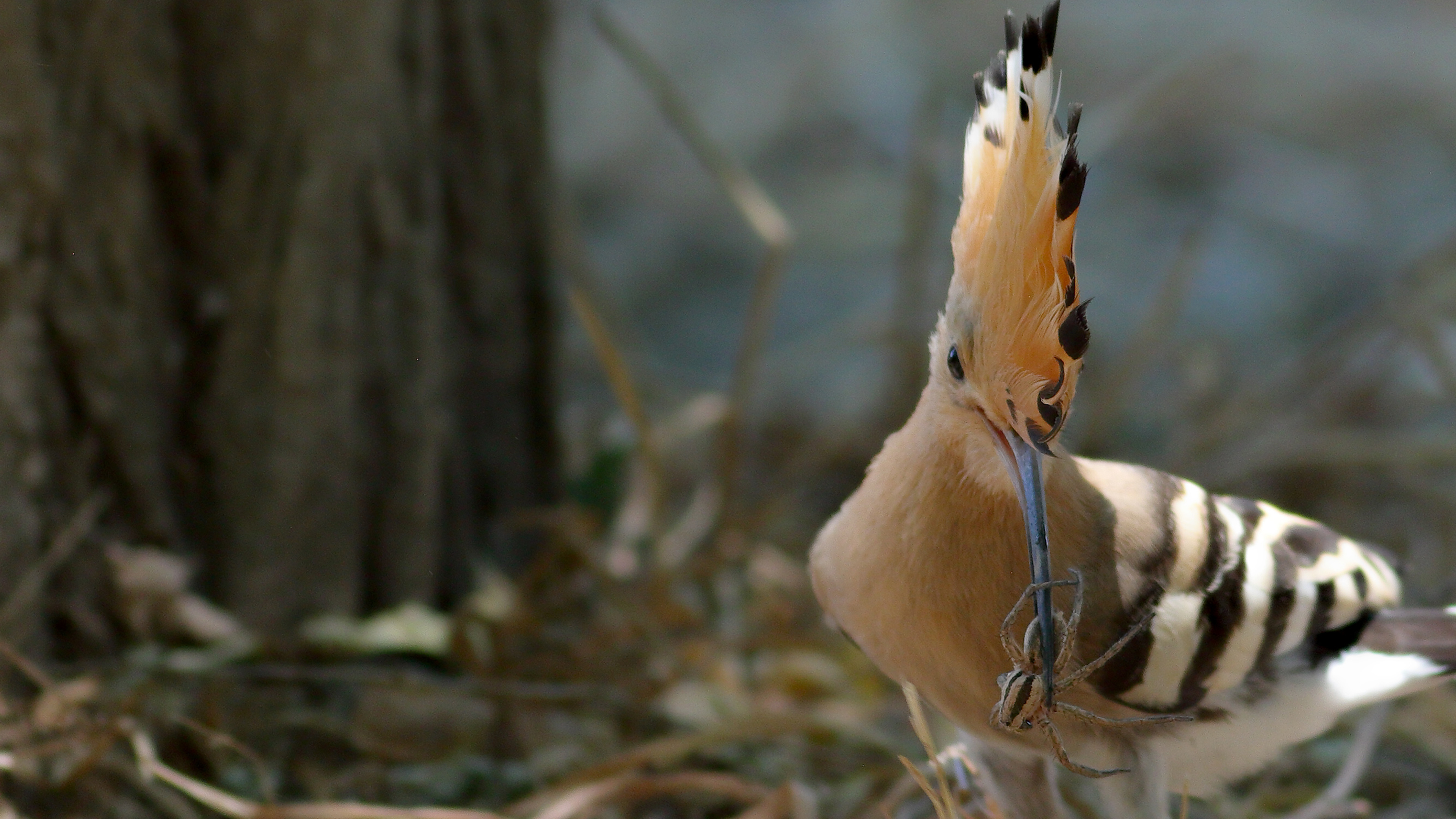 Eurasian Hoopoe